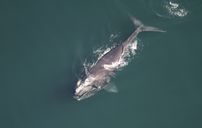  تلاش شرکتی در ونکوور برای نظارت بر نهنگ های در حال انقراض