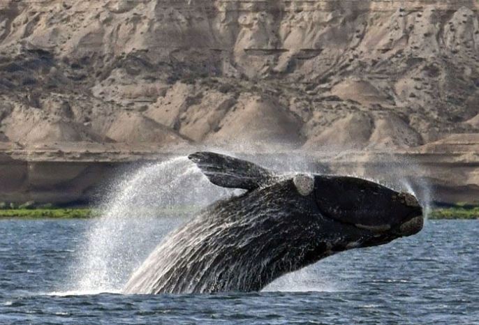  نهنگ حقیقی آرام در آب‌های بریتیش کلمبیا مشاهده شد