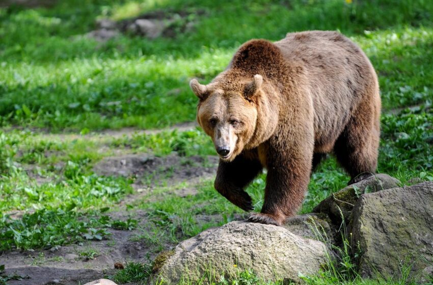  مرگ یک زن در آلبرتای شمالی بر اثر حمله خرس