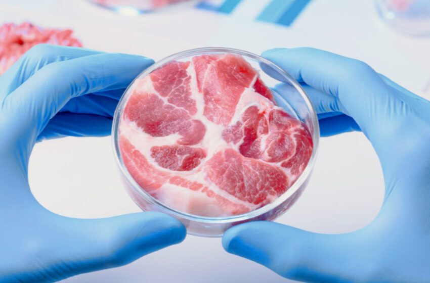  گوشت خوک که در یکی آزمایشگاه‌های چین تولید شد