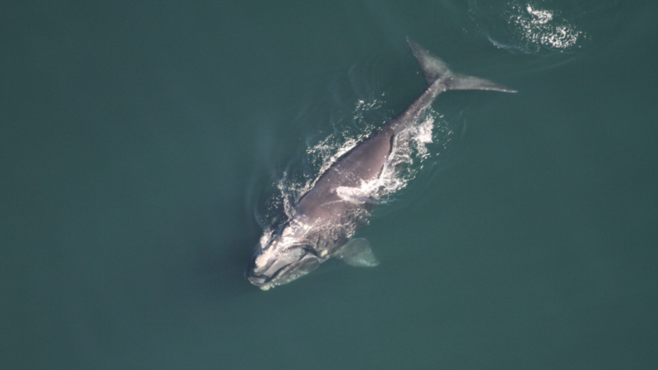 نهنگ های در حال انقراض