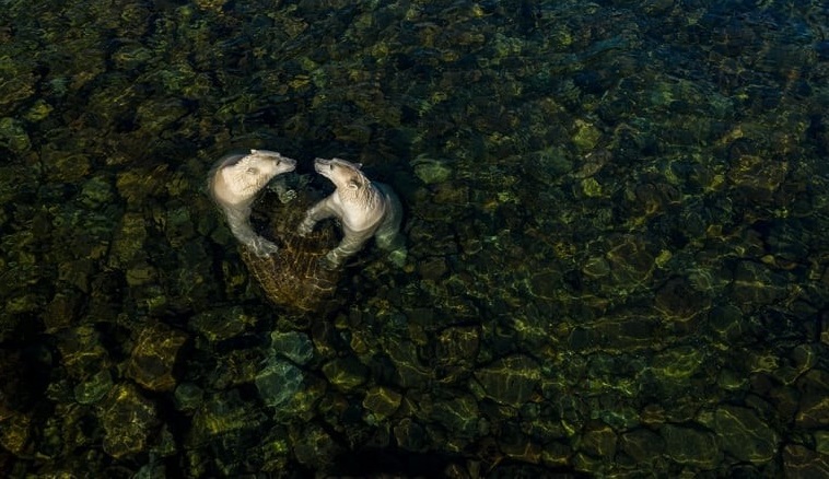  عکاسان کانادایی برنده جوایز مسابقه حیات وحش ۲۰۲۱
