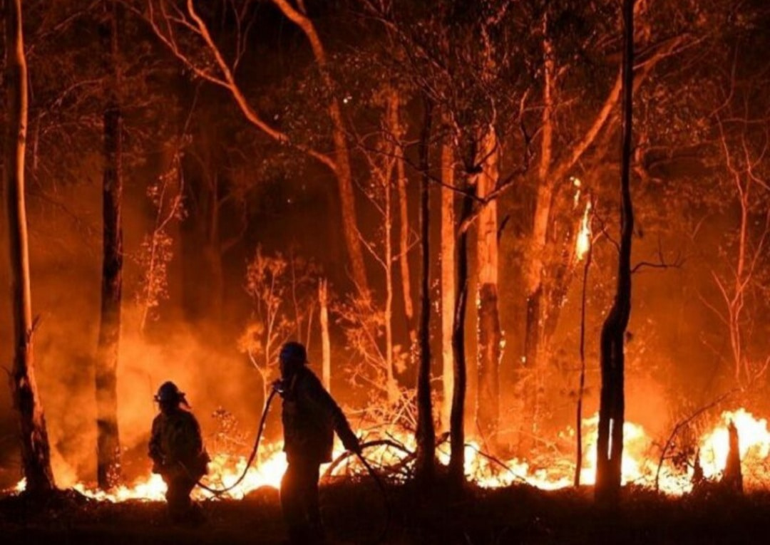 آتش سوزی جنگلها