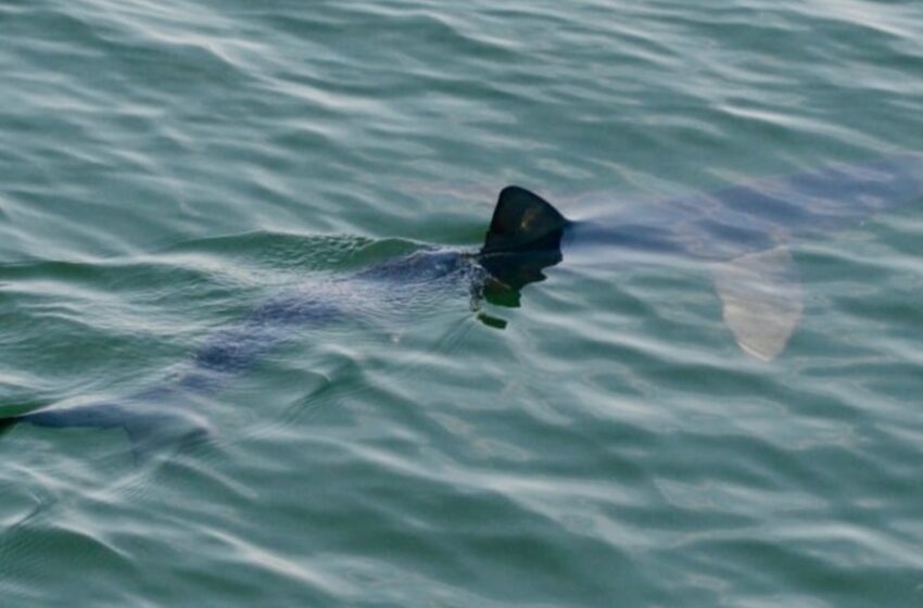  هفته گذشته یک نوع کوسه نادر در خلیج فاندی دیده شد