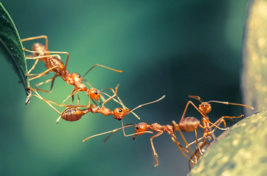 زیستگاه‌های مورچه‌ها